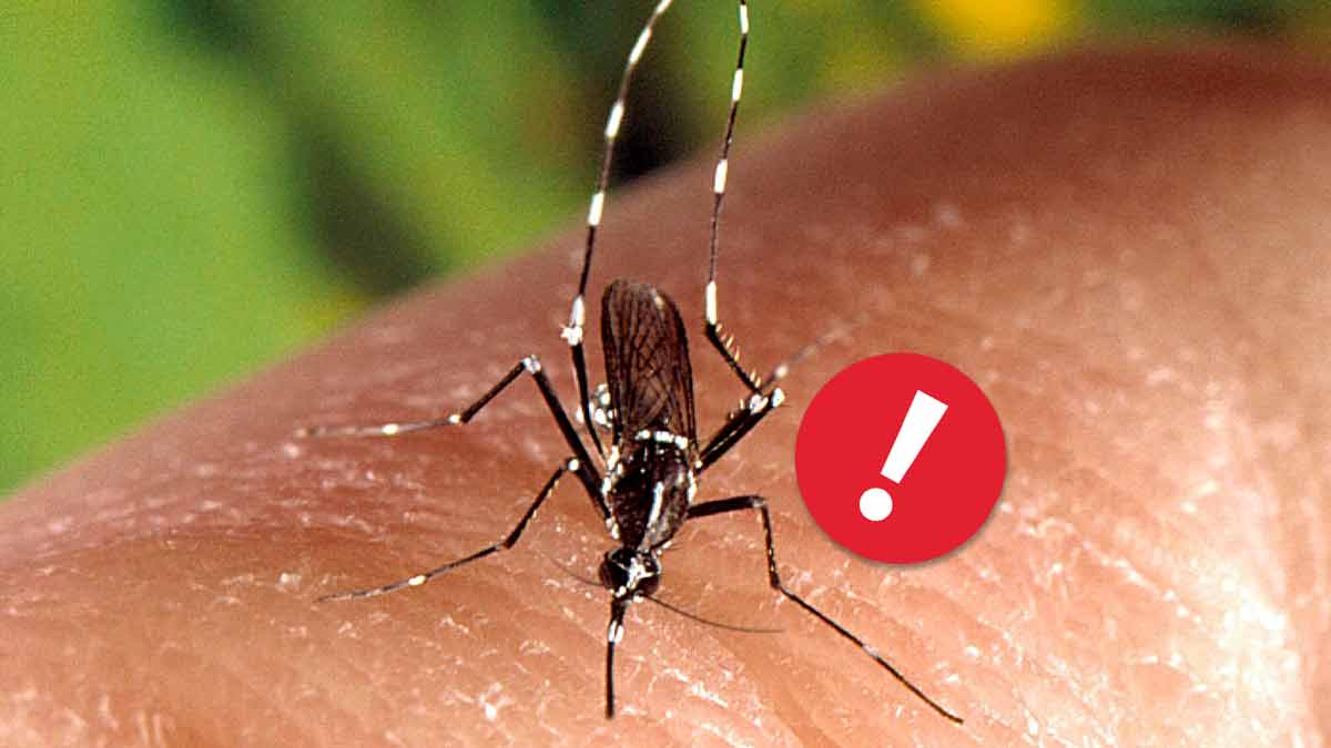 alerte-moustiques-tigres-envahissent-la-france-deja-71-departements-infestes-par-ces-insectes