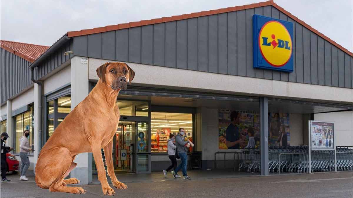 avec-le-retour-de-lete-lidl-vous-propose-cet-accessoire-indispensable-pour-bien-soccuper-de-votre-chien