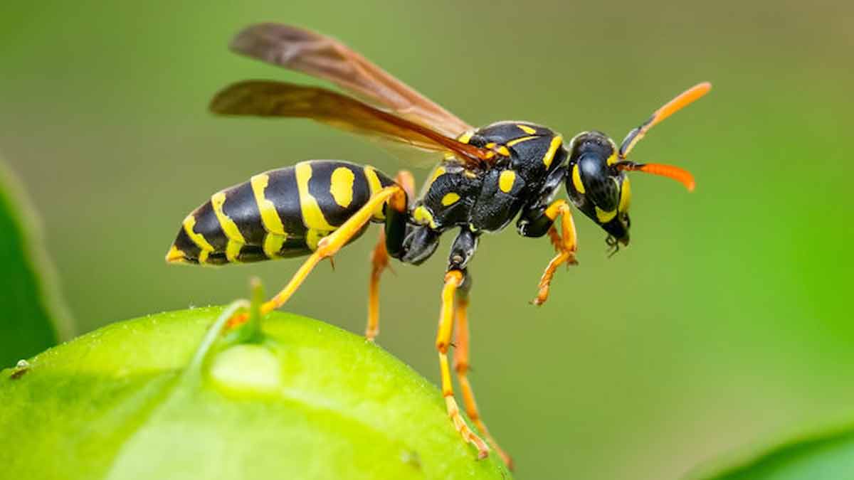 decouvrez-les-meilleures-astuces-pour-faire-fuir-les-guepes-pour-cet-ete