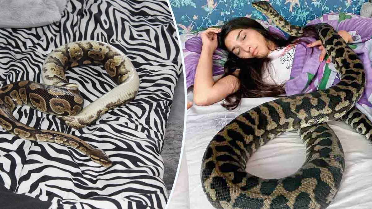 elle-dort-avec-un-enorme-python-et-decouvre-une-terrible-nouvelle-apres-avoir-consulte-un-veterinaire