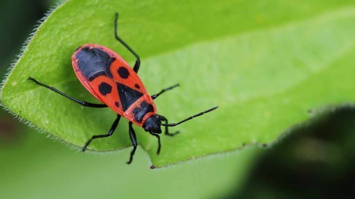 la-france-envahie-par-des-punaises-pyrrhocore-ces-etranges-insectes-rouges-comment-faire-pour-sen-debarrasser