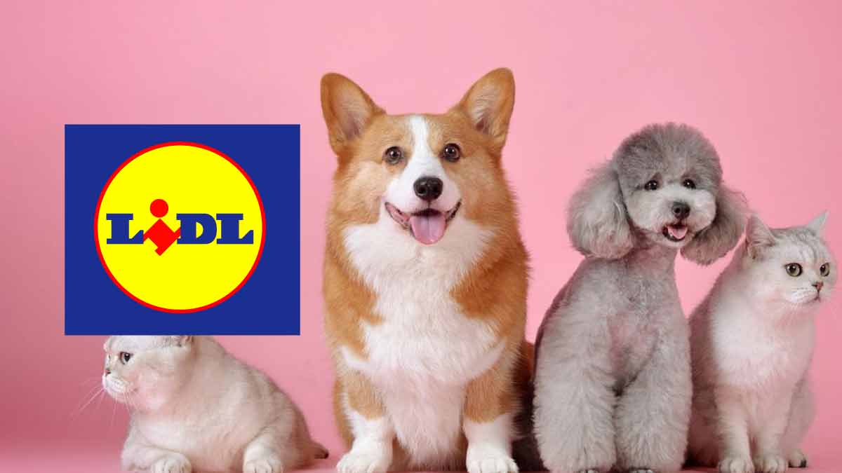 lidl-vous-propose-la-meilleure-tondeuse-a-acheter-pour-votre-chien-durant-cet-ete