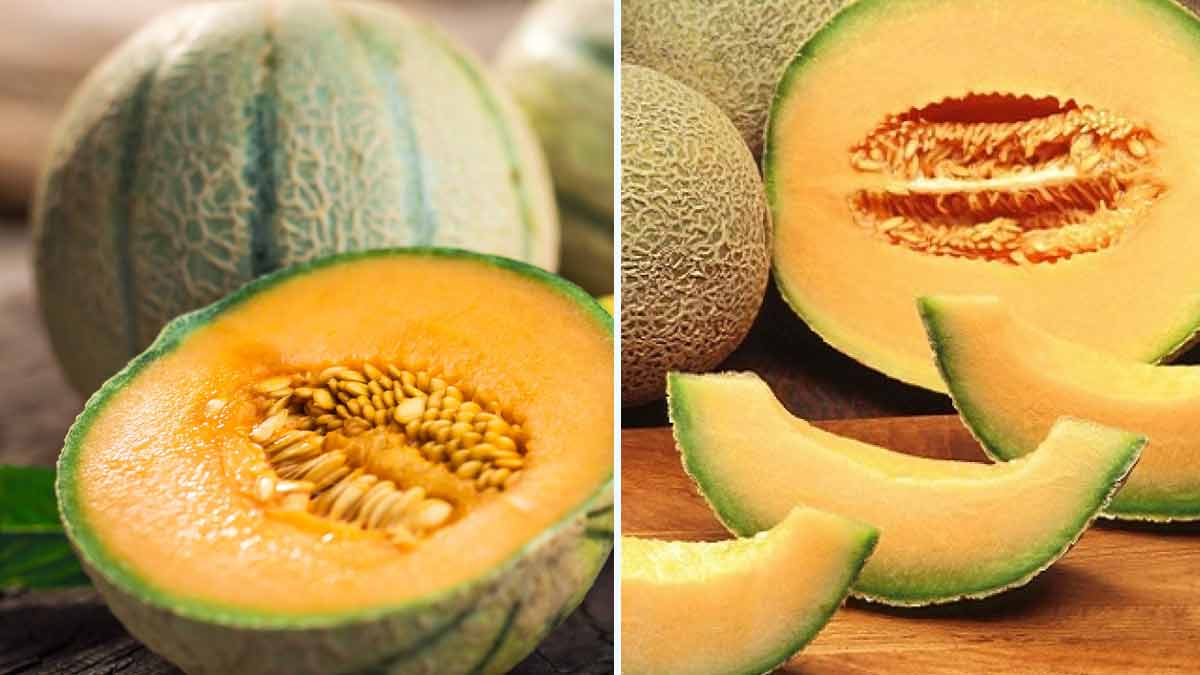 comment-faire-pour-bien-choisir-les-melons-on-vous-devoile-les-meilleures-astuces