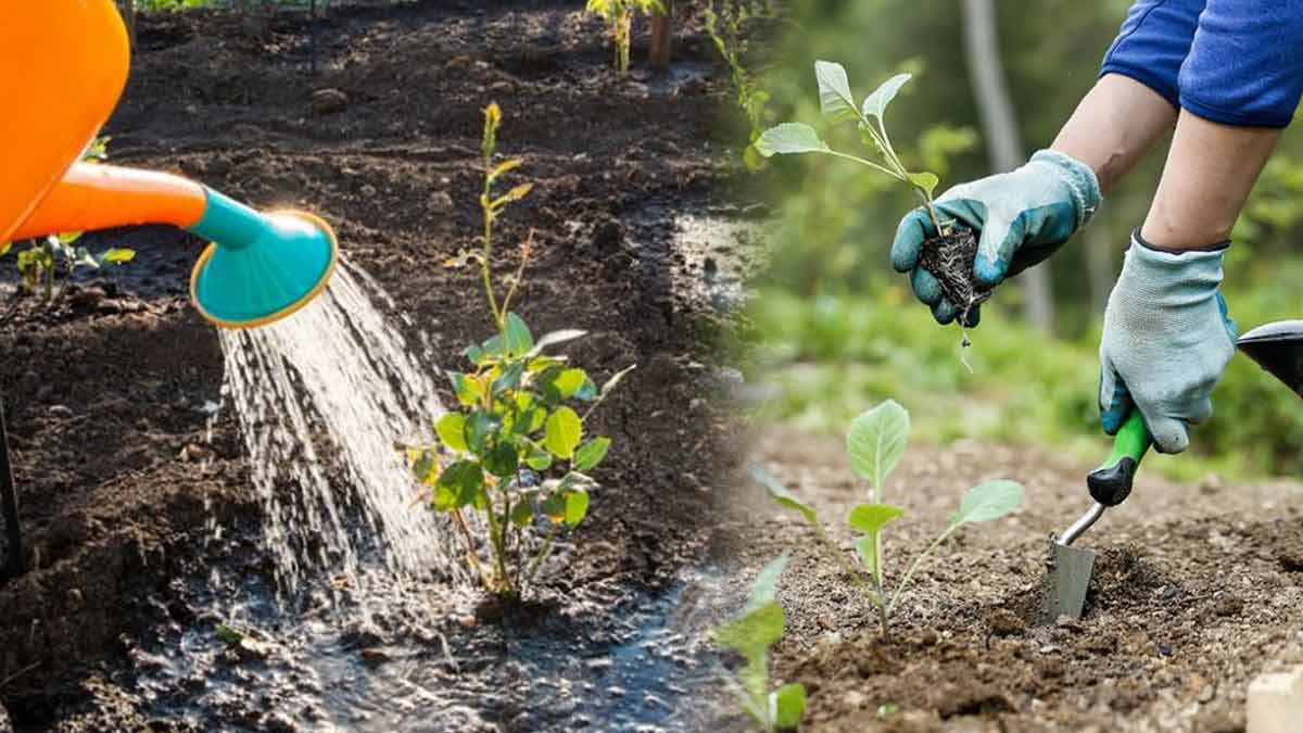 jardinage-voici-les-erreurs-que-nous-commettons-tous-en-faisant-cette-activite