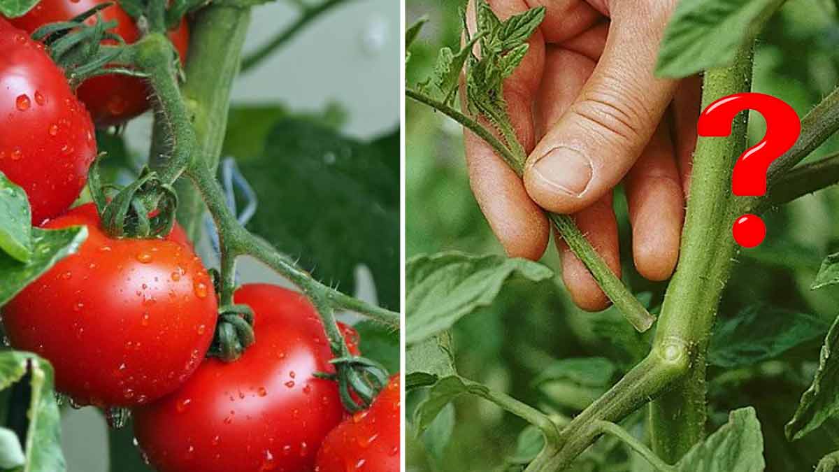 un-professionnel-donne-son-avis-est-il-vraiment-necessaire-denlever-les-feuilles-des-pieds-de-tomates