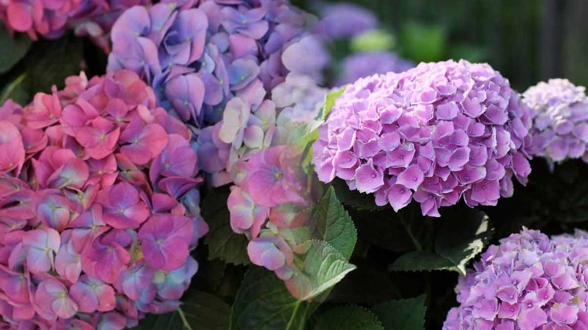 voici-une-astuce-infaillible-pour-reussir-a-changer-la-couleur-de-vos-hortensias