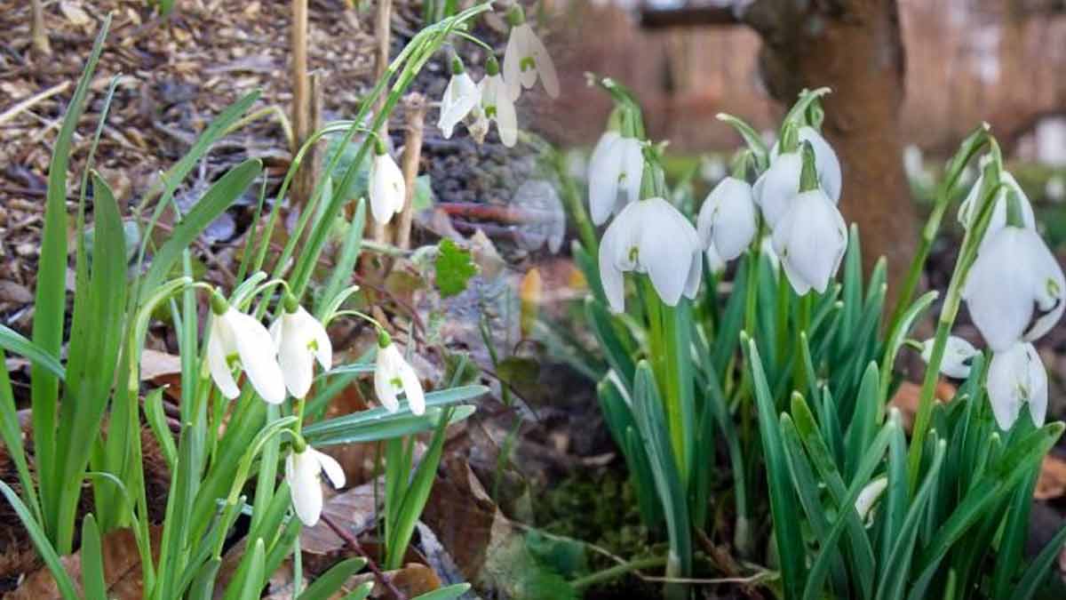 fleurs à semer février