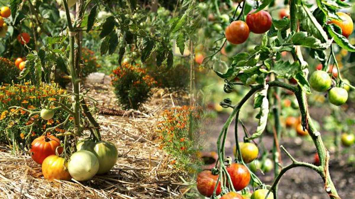 légumes côtés tomates