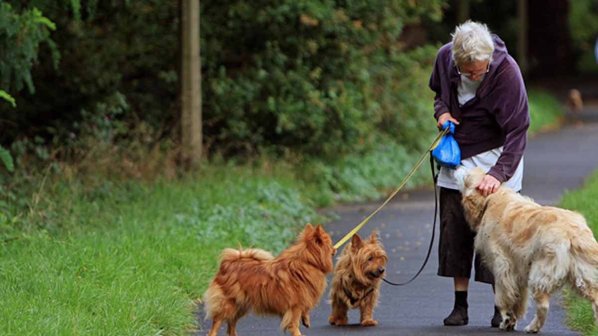 races de chiens seniors