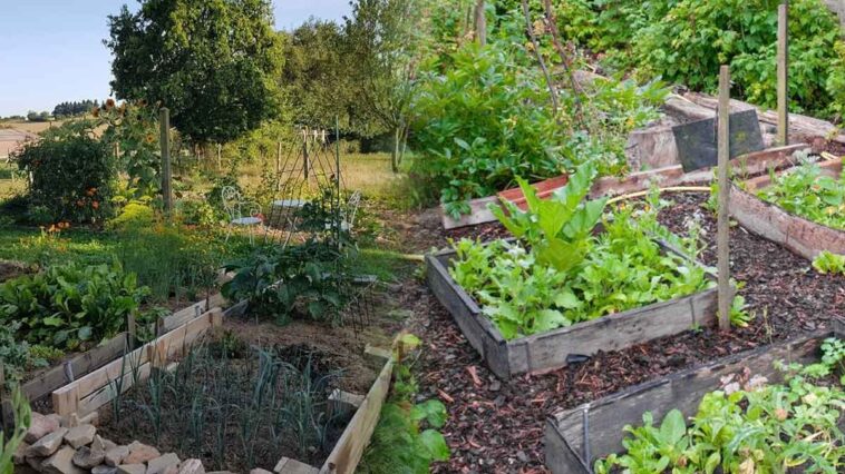 Potager permaculturel pour votre jardin