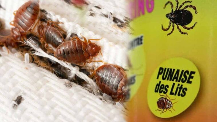 Punaises de lit : Découvrez l'insecticide à éviter absolument pour préserver votre santé!