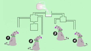 identifiez le chien ingénieux qui boira le lait en moins de 17 secondes