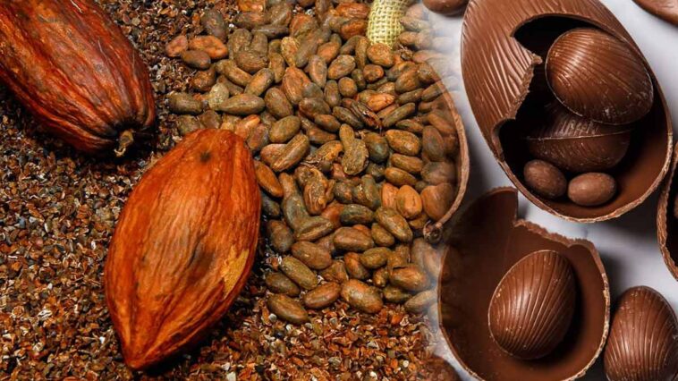 Choc de Pâques : Les œufs menacés par la hausse des prix liée au cacao !