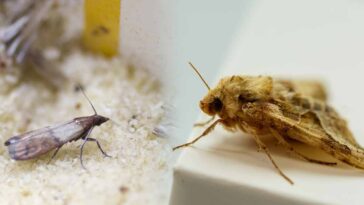 Adieu aux mites : Un seul ingrédient de cuisine pour une maison sans nuisibles!