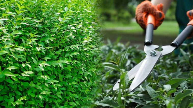 Amende sévère : tailler la haie après le 15 mars coûtera cher aux propriétaires français !