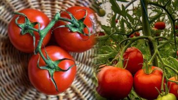 Je préfère mes tomates du jardin : Celles du magasin n'ont-elles plus de goût ?