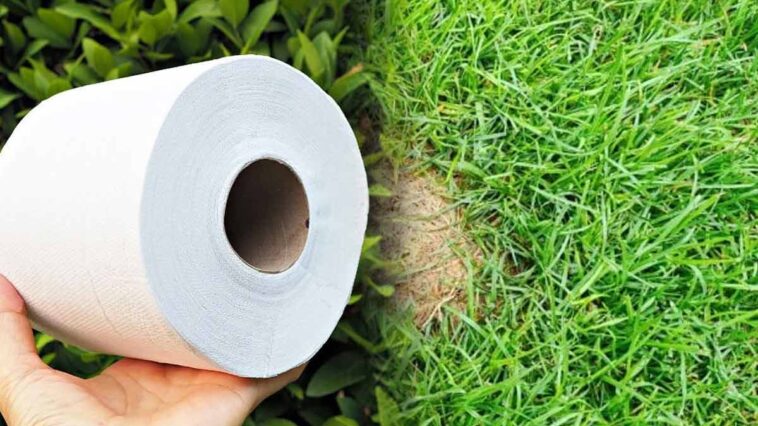 Un jardin magique: Comment elle utilise du papier toilette pour ses trous d'herbe ?