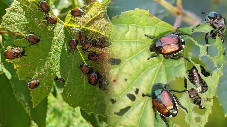 Alerte! Un nouvel insecte du Japon ravage les jardins Français!