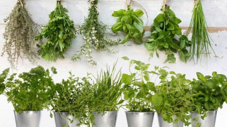 Cultivez votre bien-être : 4 plantes thérapeutiques pour la digestion et le stress !