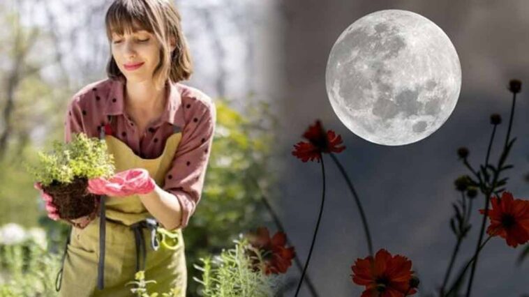 Planter et semer sous la Pleine Lune d'Avril 2024: Conseils pour un jardin prospère !