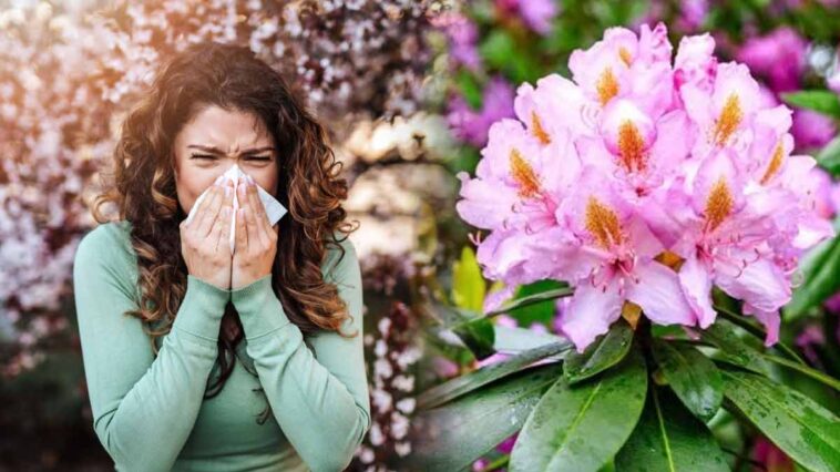 Un jardin sans allergie au pollen : Plantez ces arbustes pour dire adieu aux éternuements!