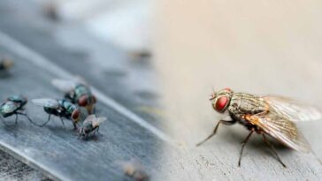 Adieu les mouches : Découvrez le pouvoir incroyable d'une plante oubliée !