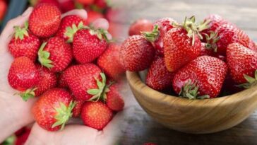 Découvrez comment garder vos fraises fraîches et délicieuses pendant 3 semaines sans les congeler